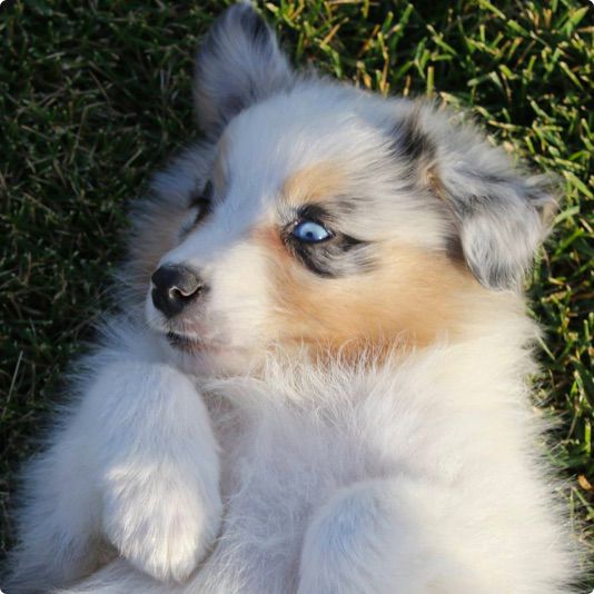 Australian Shepherd