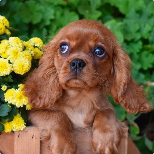 Cavalier King Charles Spaniel