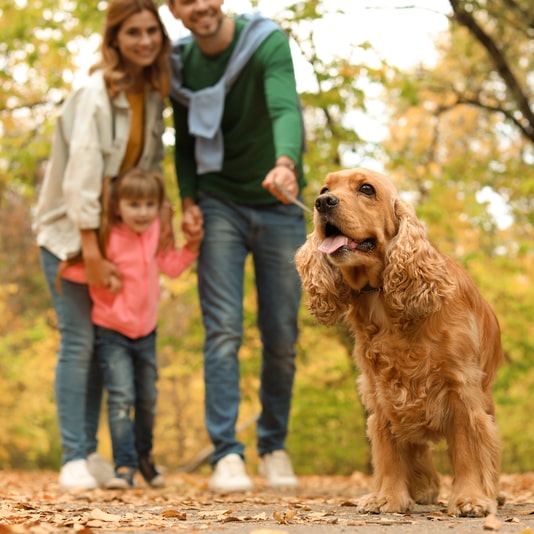 Cocker Spaniel