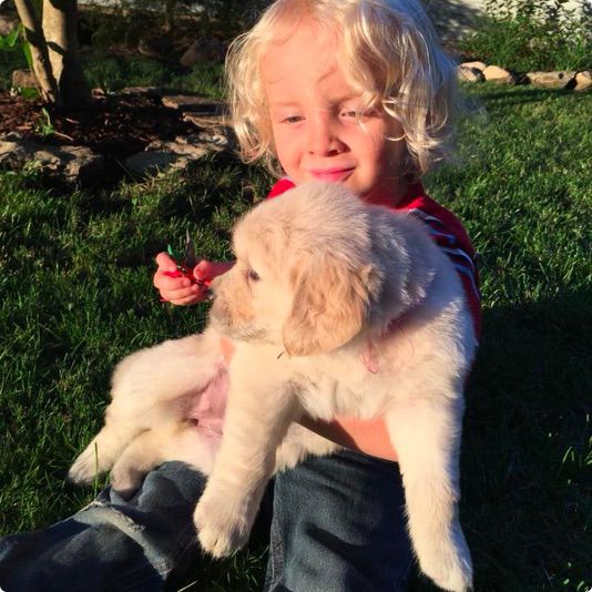 Golden Retriever