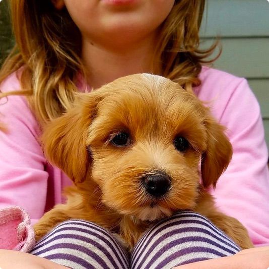 Havanese