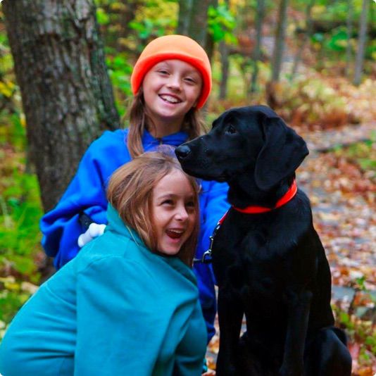 Labrador Retriever