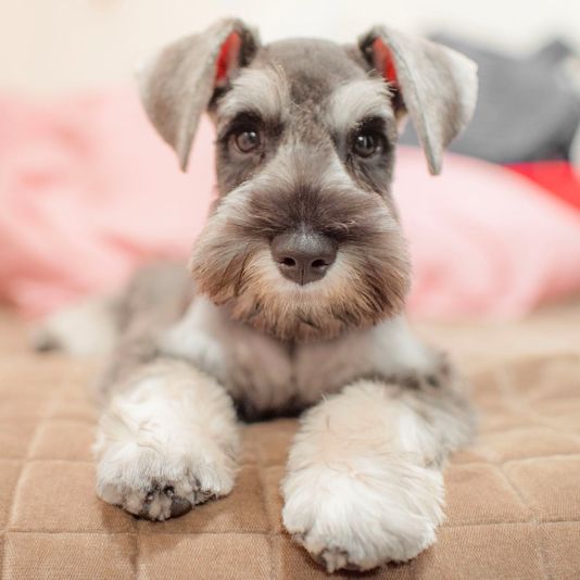 Miniature Schnauzer
