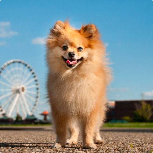 Pomeranian