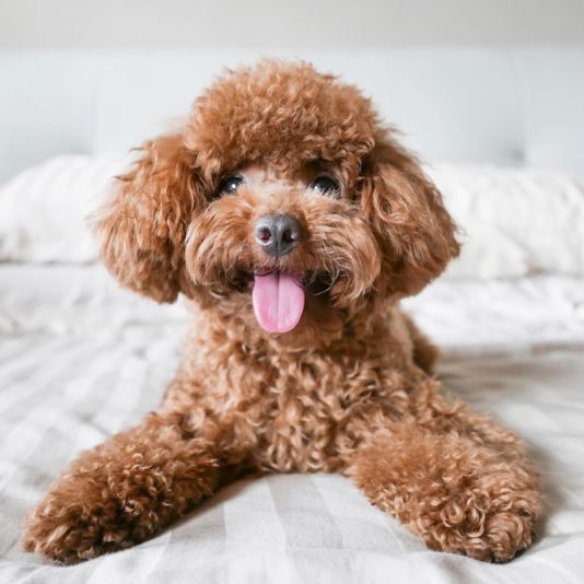 Poodle