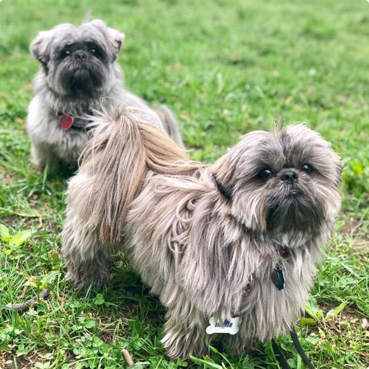 Shih Tzu