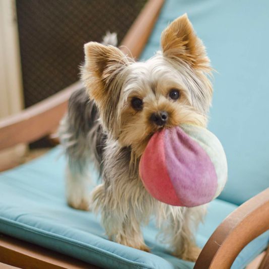 Yorkshire Terrier